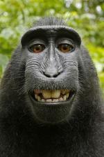 The “Monkey Selfie” Case: Can Non-Humans Hold Copyrights?