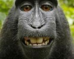 The “Monkey Selfie” Case: Can Non-Humans Hold Copyrights?